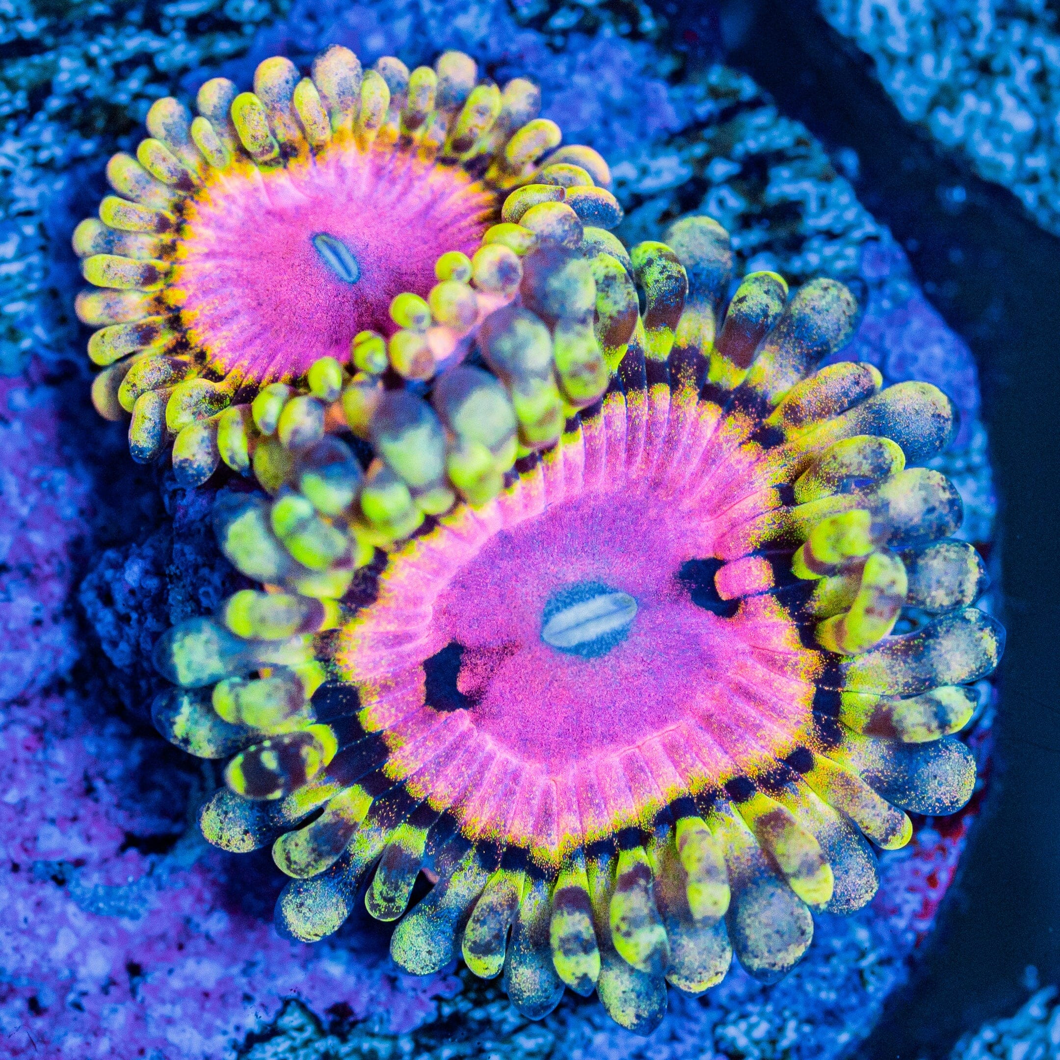 Pink Diamond Zoanthids Soft Coral Reef Lounge USA 