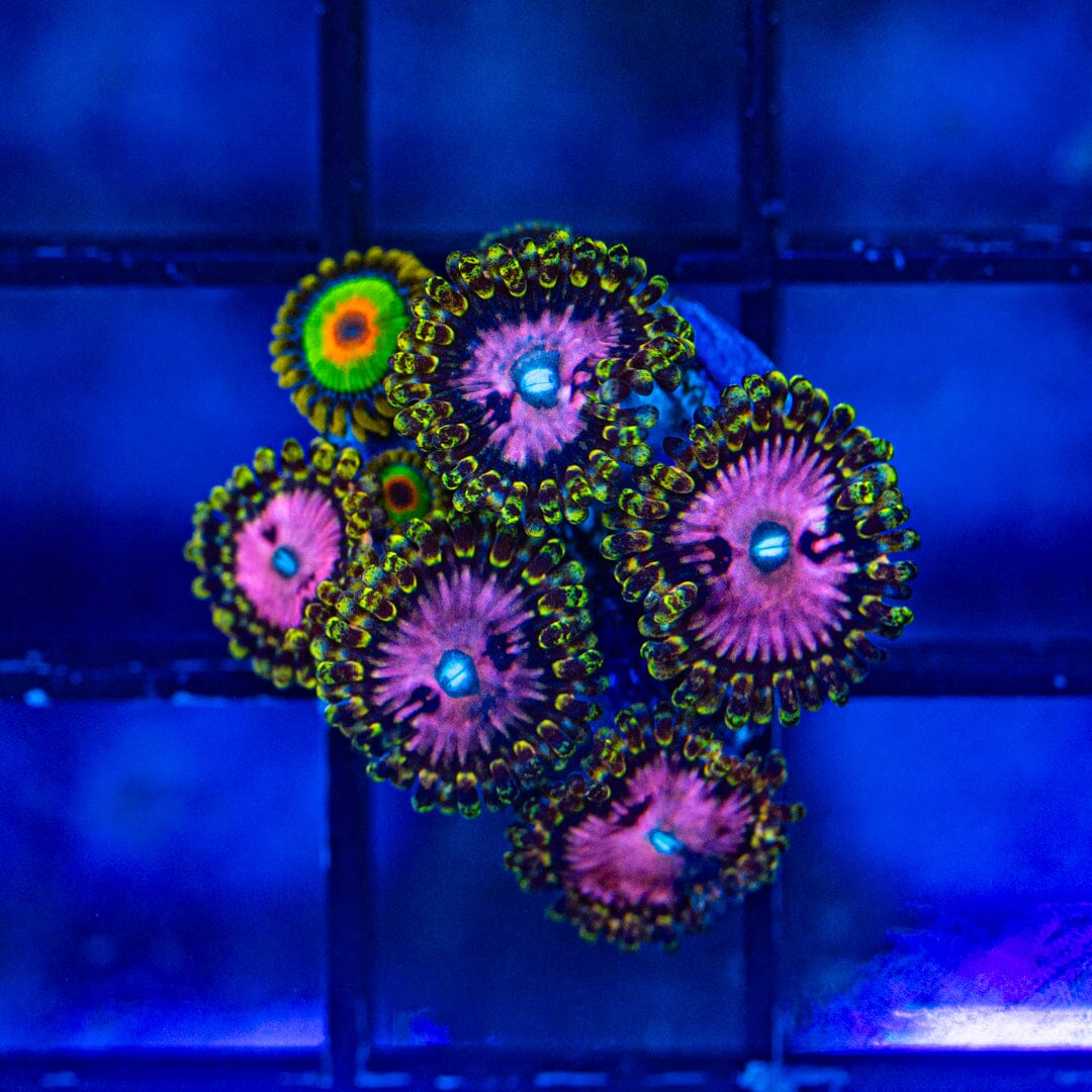 Pink Diamonds + Rasta Zoanthids (WYSIWYG Overgrown Plug) Reef Lounge Norco 