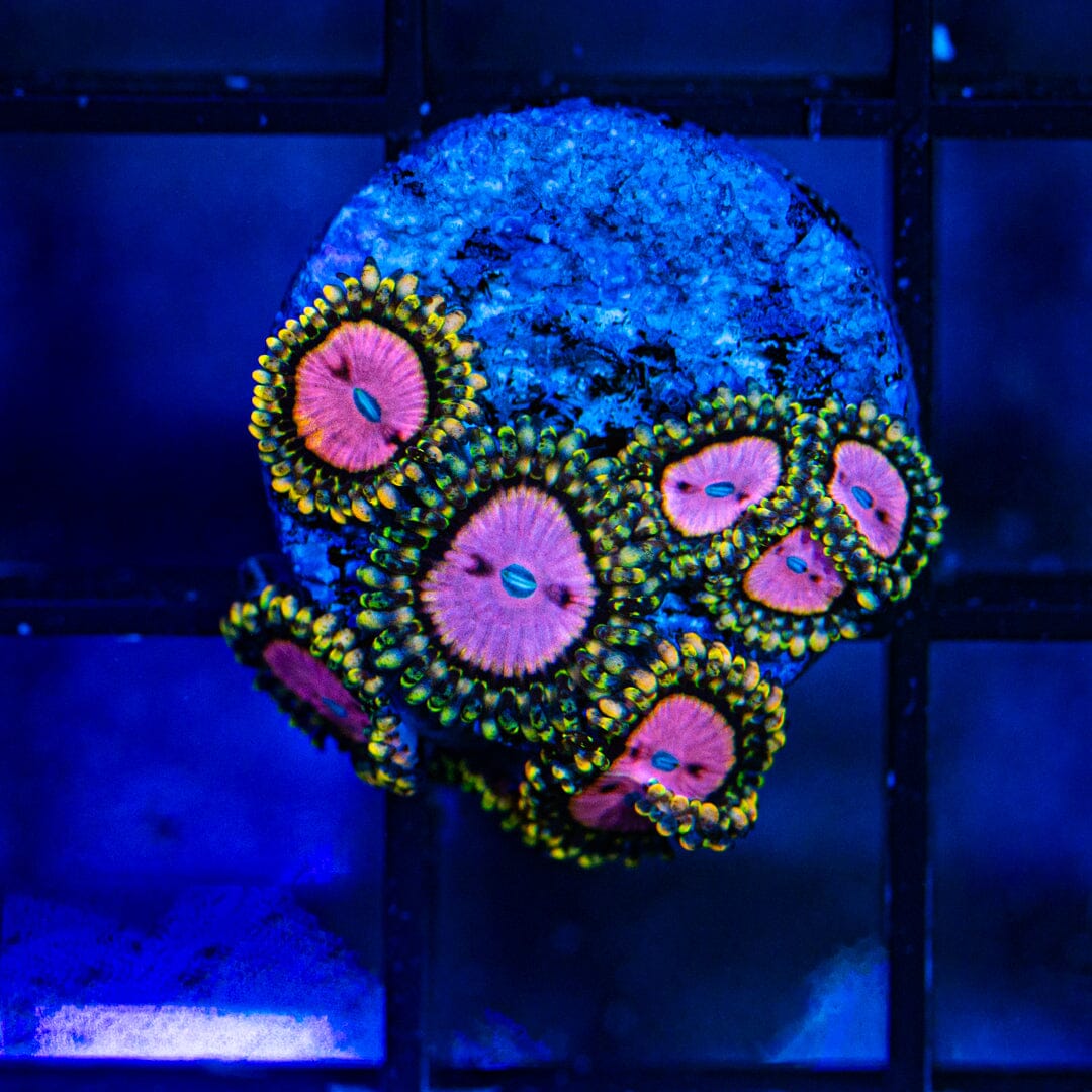 Pink Diamonds Zoanthids (WYSIWYG Overgrown Plug) Reef Lounge Norco 