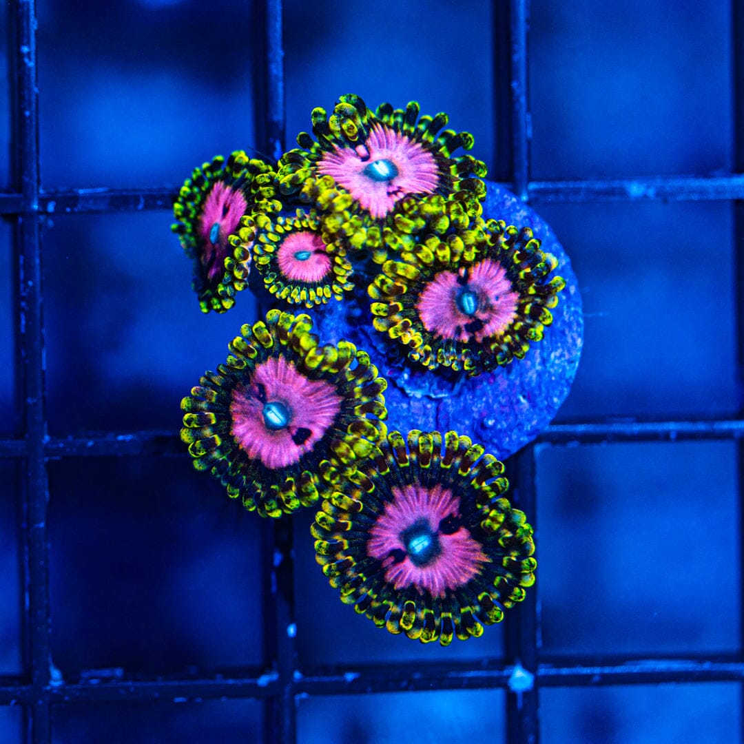 Pink Diamonds Zoanthids (WYSIWYG Overgrown Plug) Reef Lounge Norco 