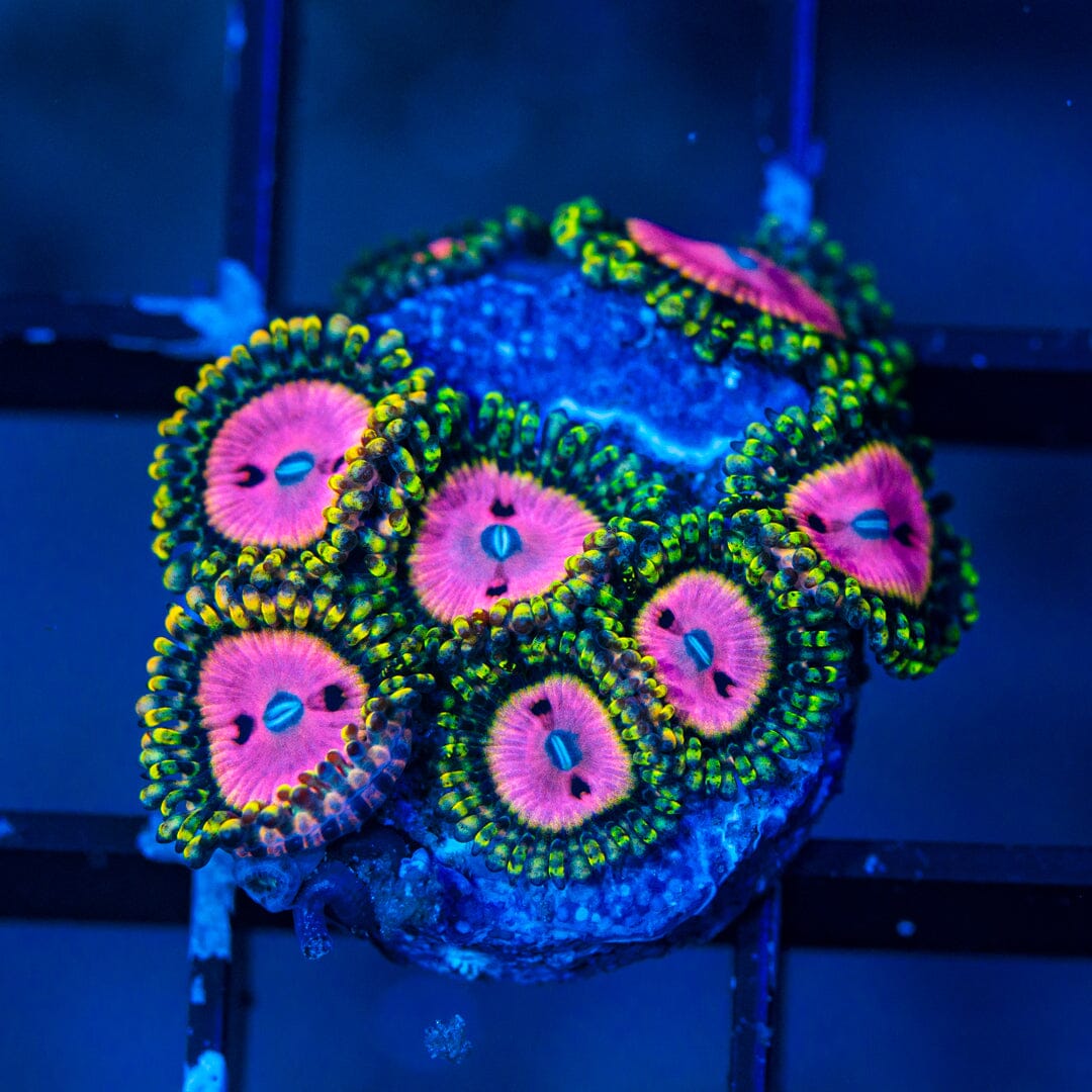 Pink Diamonds Zoanthids (WYSIWYG Overgrown Plug Reef Lounge Norco 