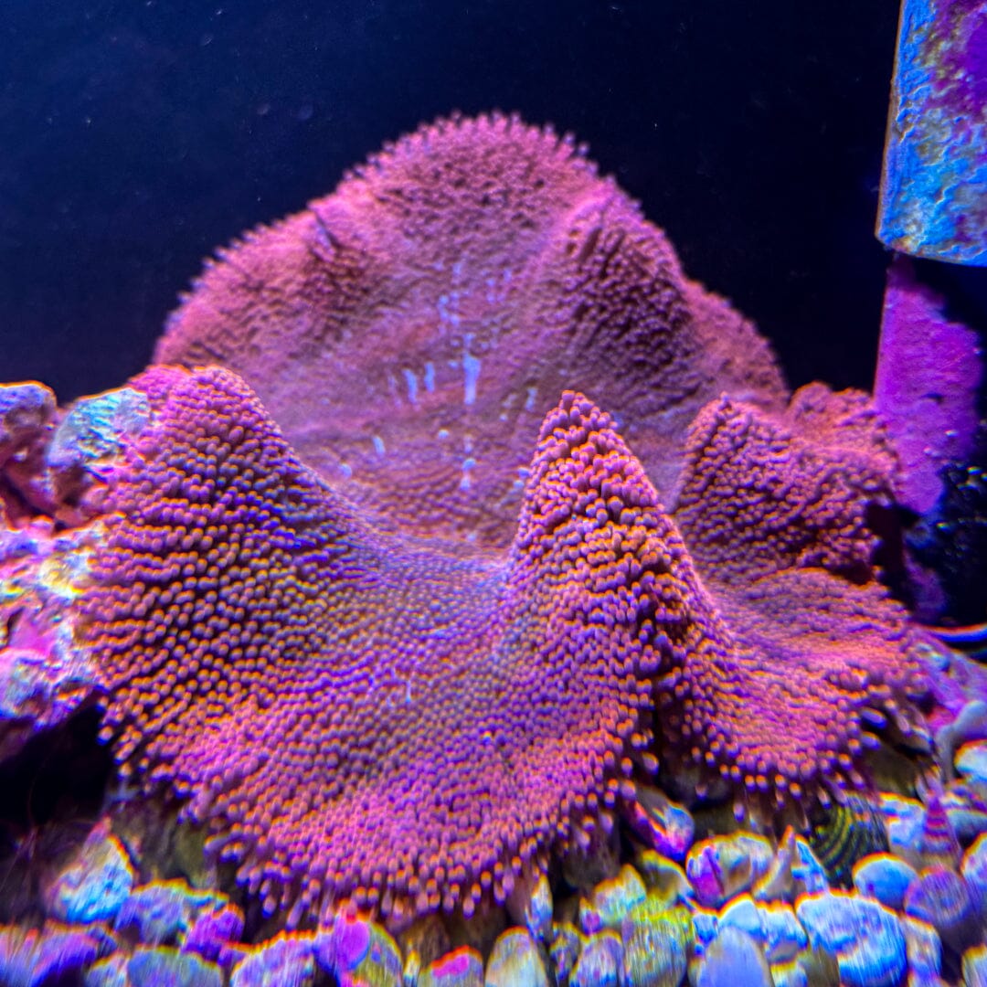 Pink Haddoni Carpet Anemone - WYSIWYG Invertebrate Reef Lounge USA 