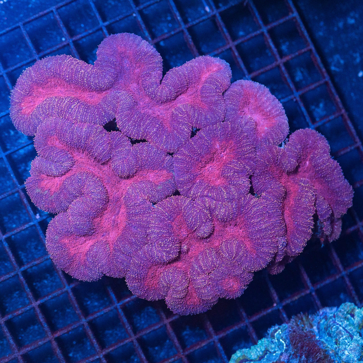 Pink Lobophyllia Colony - WYSIWYG Reef Lounge Coral 