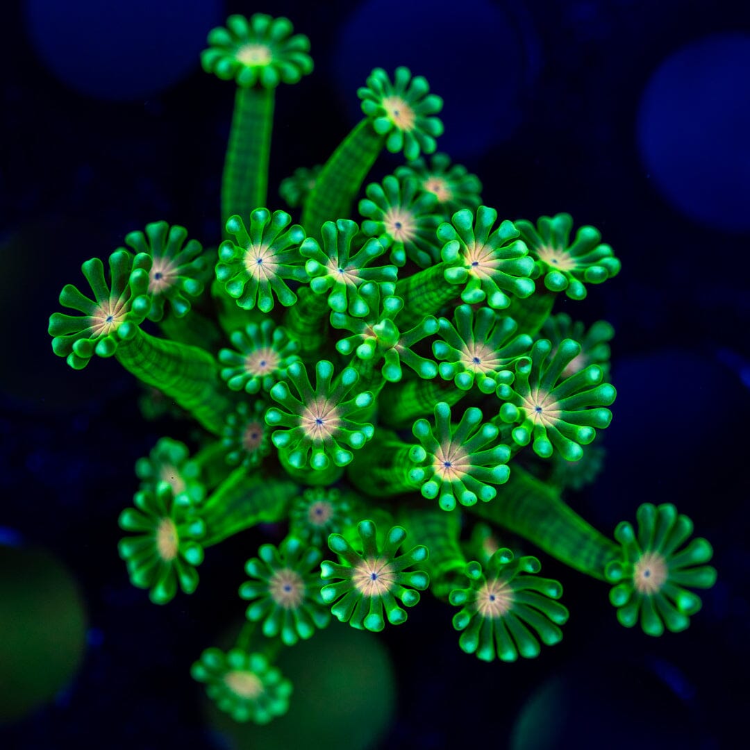 Pink Mouth Alveopora LPS Coral Reef Lounge USA 