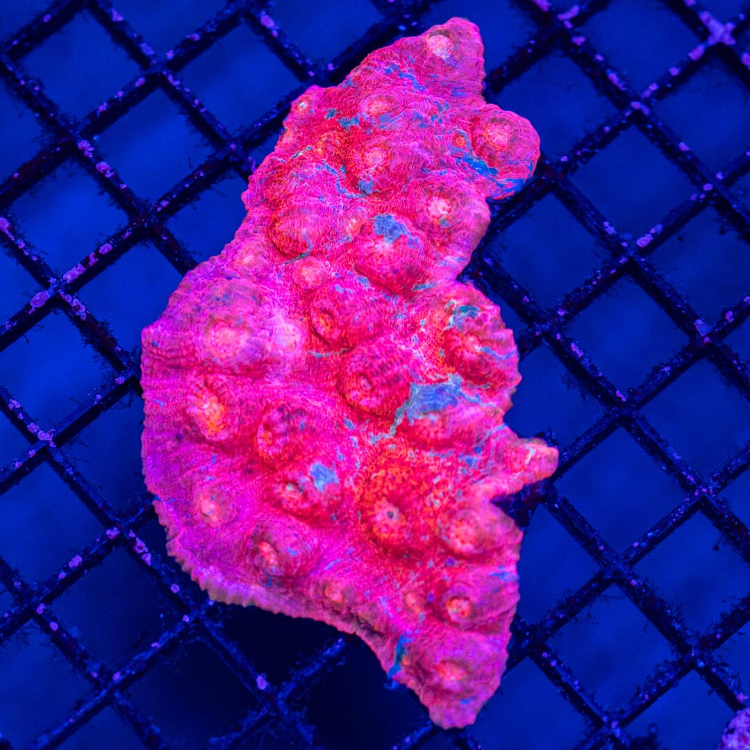 Pink Panther Chalice - WYSIWYG Reef Lounge Norco 
