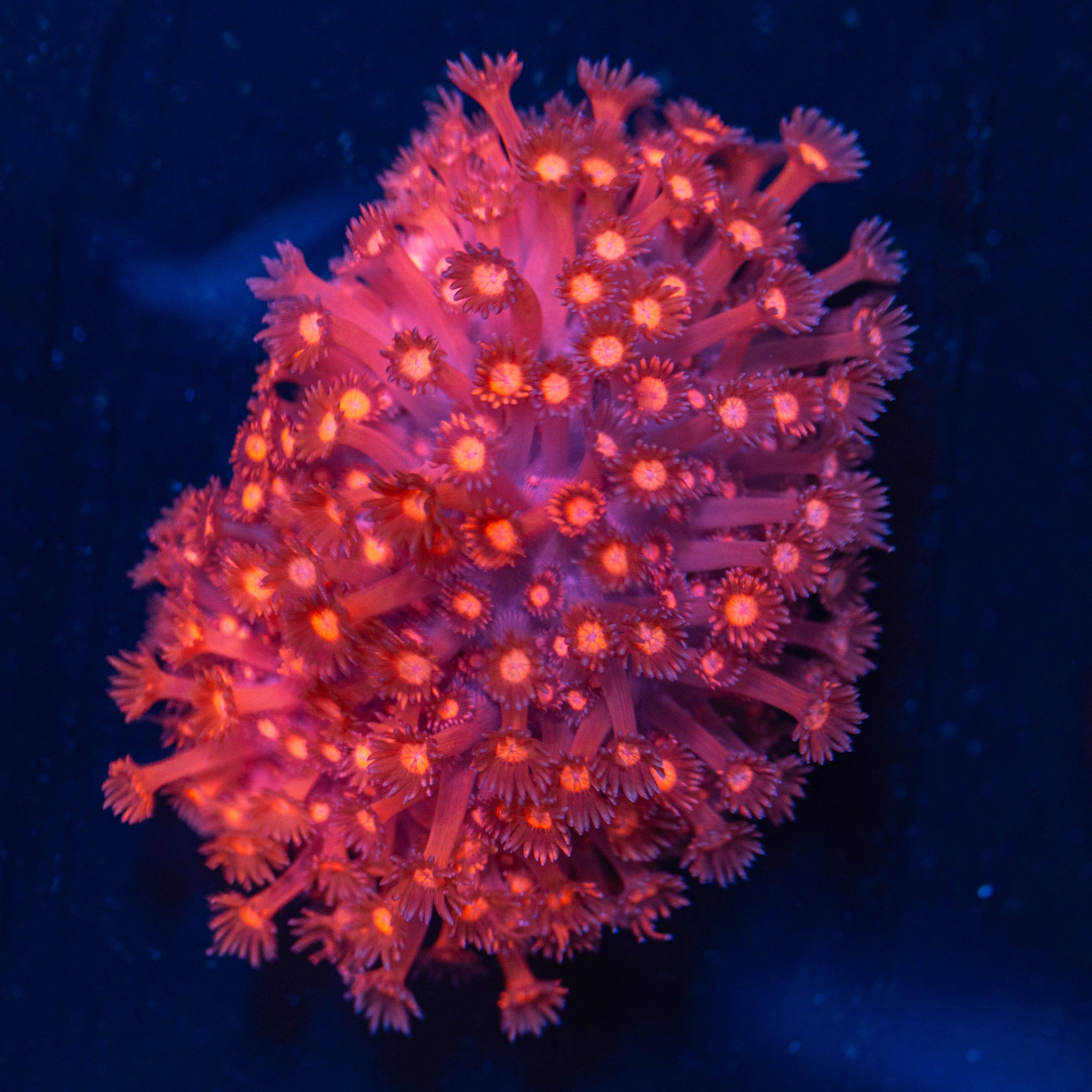 Pink Panther Goniopora Colony 1A - WYSIWYG Reef Lounge Norco 
