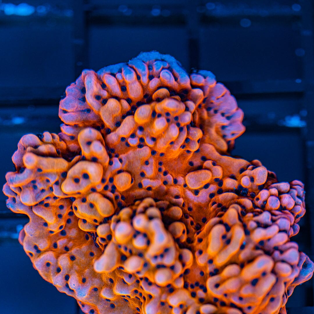 Pink Panther Montipora palawensis Reef Lounge Norco 