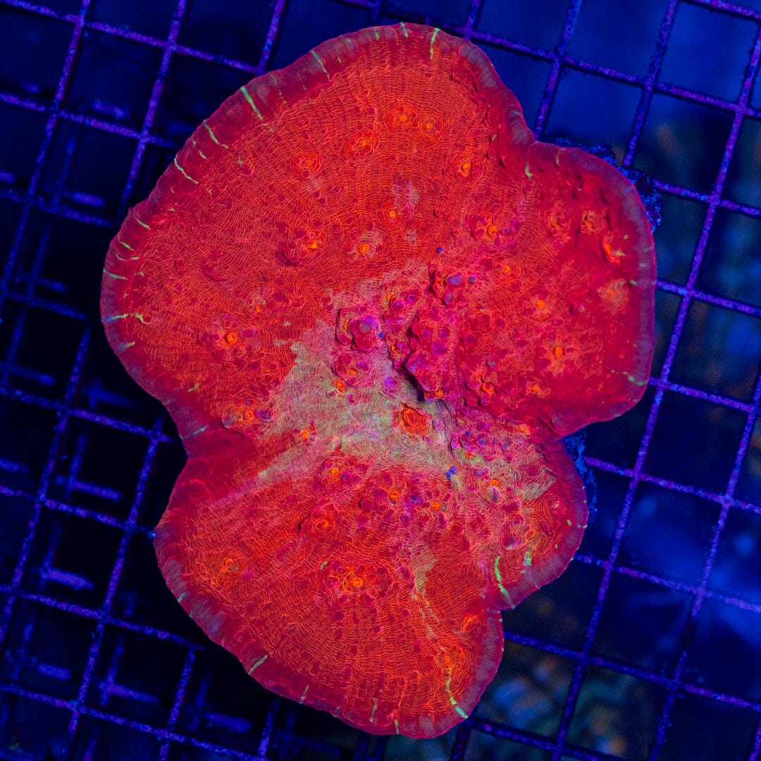 Pink Plating Chalice Colony - WYSIWYG Octospawn Reef Lounge USA 