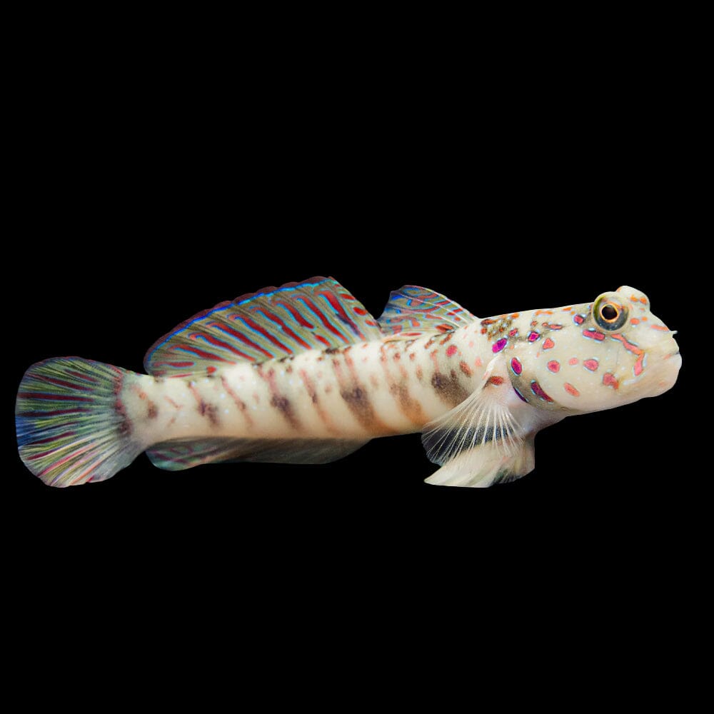 Pink Spotted Watchman Goby Fish Reef Lounge USA 