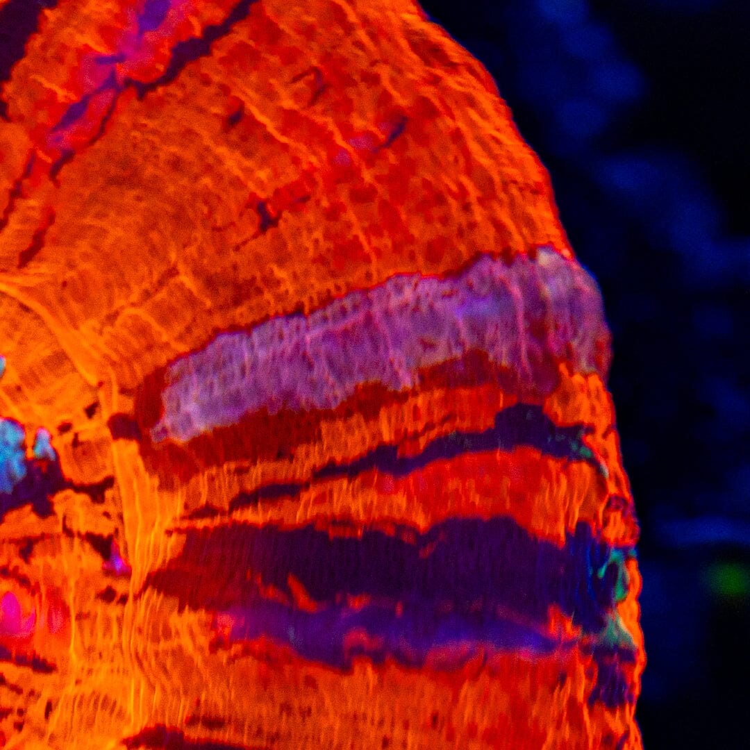 Pink Streak War Paint Scolymia 3A - WYSIWYG Reef Lounge Norco 