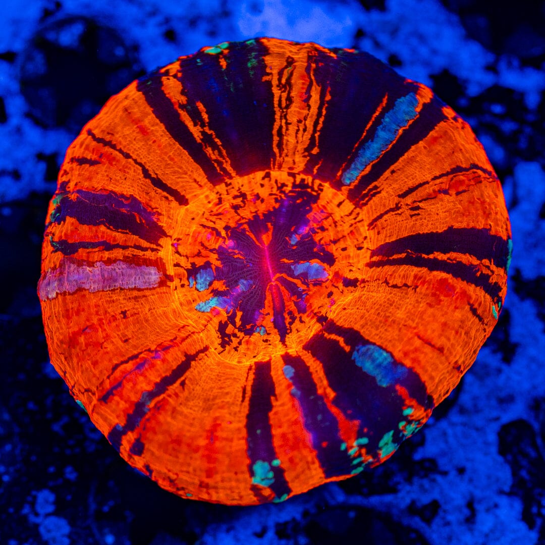 Pink Streak War Paint Scolymia 3A - WYSIWYG Reef Lounge Norco 