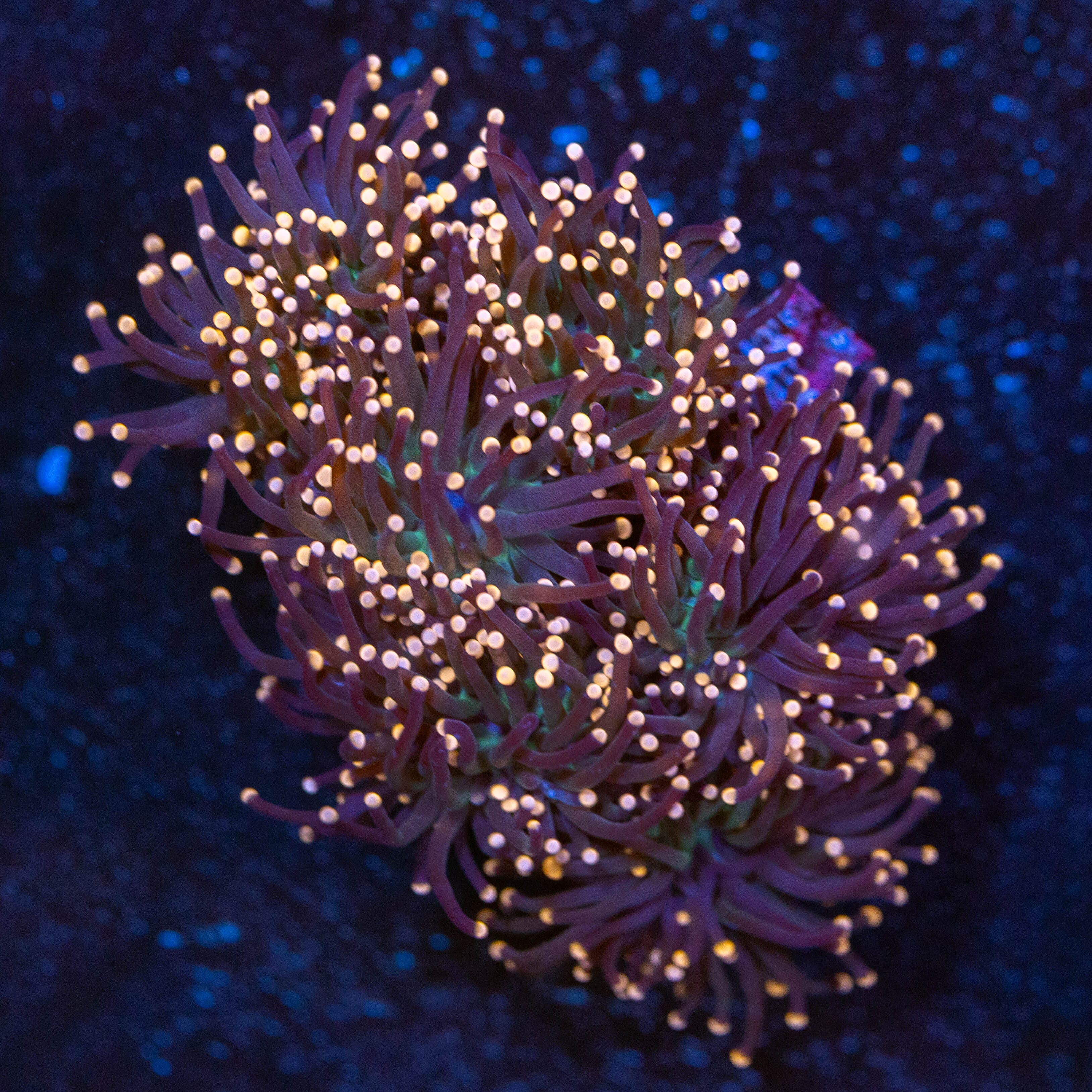Pink Tip Black Torch Colony 4A - WYSIWYG Reef Lounge USA 