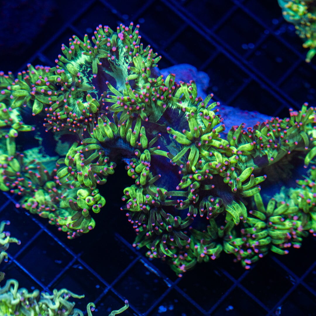 Pink Tip Elegance Coral - WYSIWYG Reef Lounge Norco 