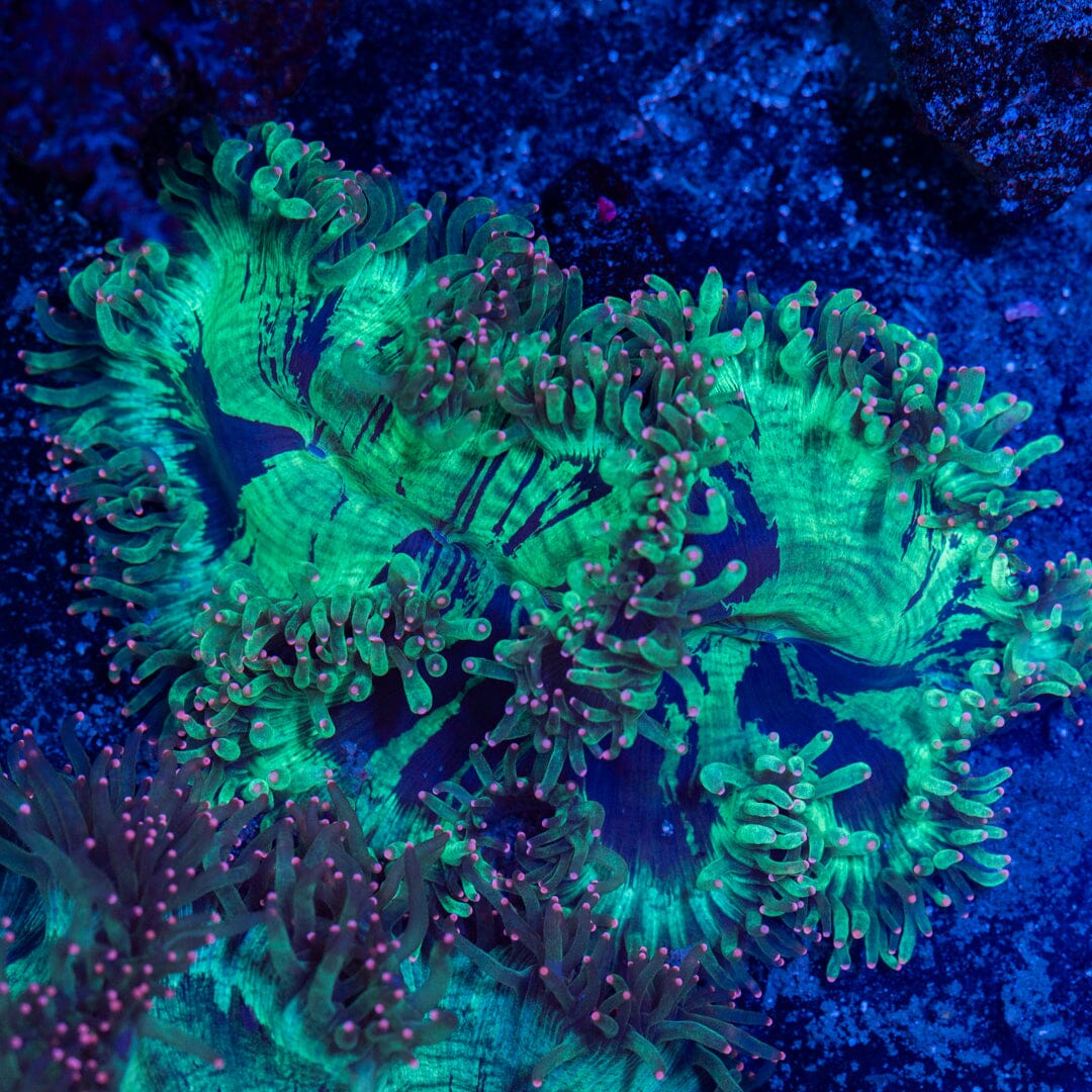 Pink Tip Elegance - WYSIWYG LPS Coral Reef Lounge USA 