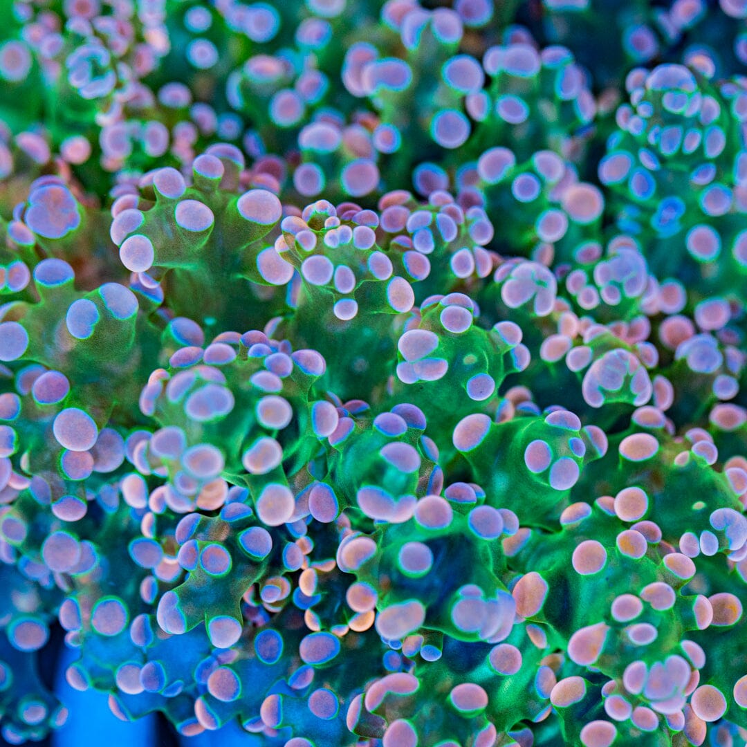 Pink-Tip Frogspawn Colony (WYSIWYG) Octospawn Reef Lounge USA 