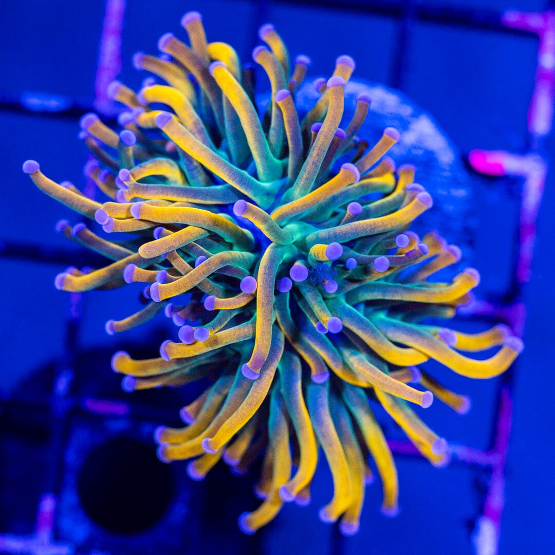 Pink-Tip Wannabe HG Torch Reef Lounge Norco 