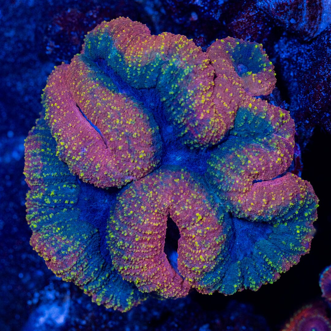 Pinkberry Lobo - WYSIWYG LPS Coral Reef Lounge USA 