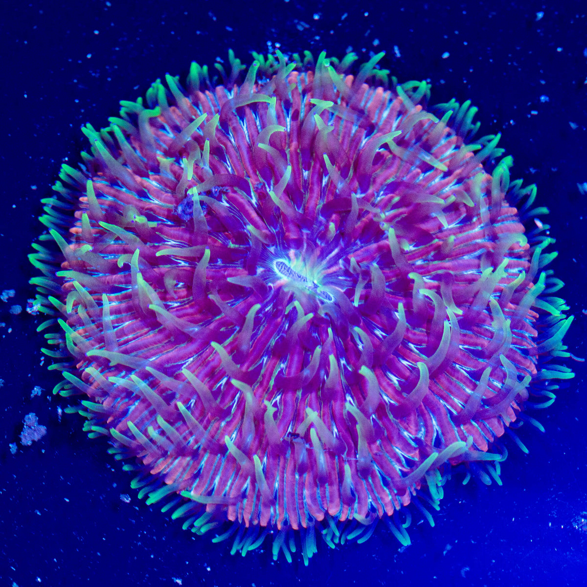 Pink/Green Plate Coral 2A - WYSIWYG Reef Lounge Coral 
