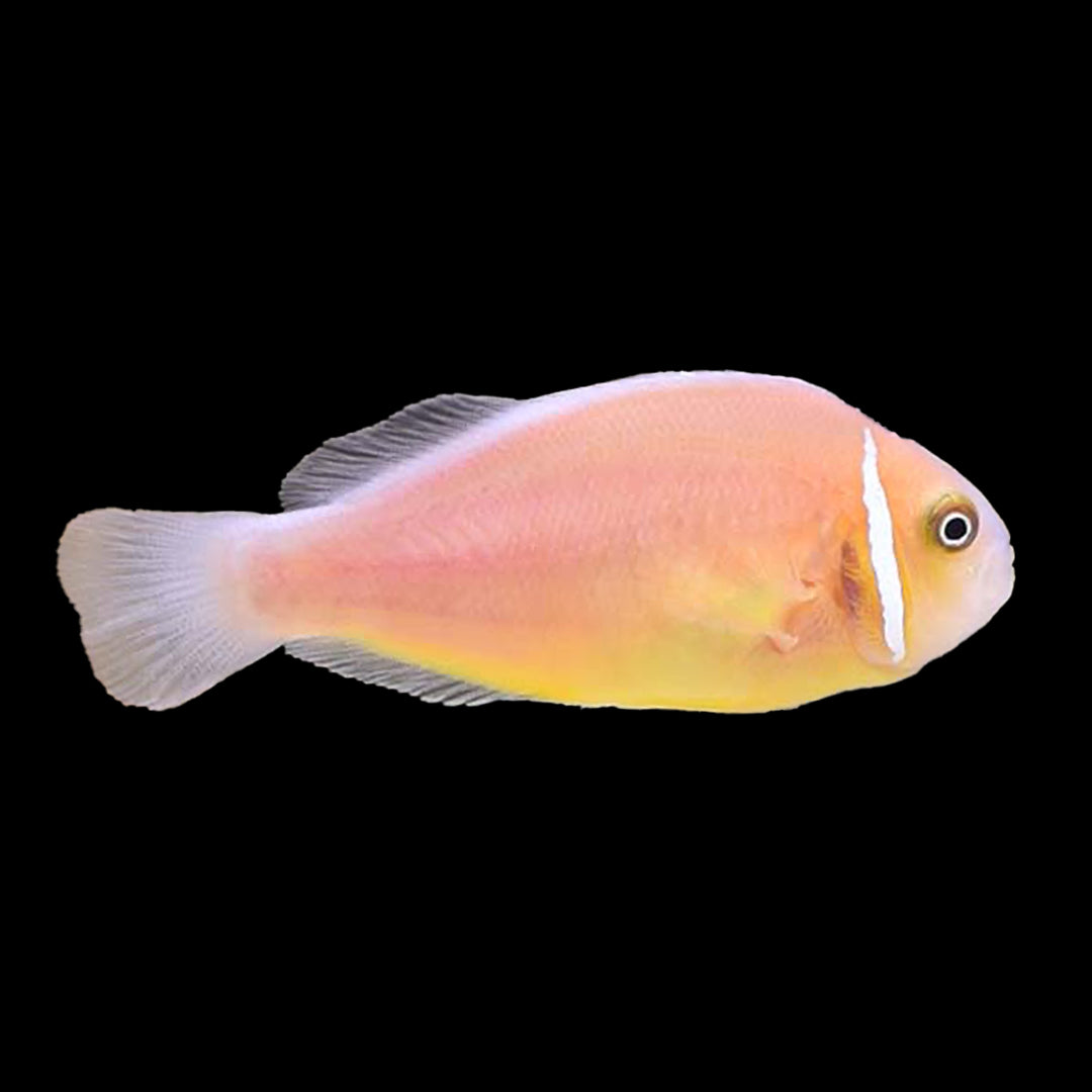 Pink Skunk Clownfish