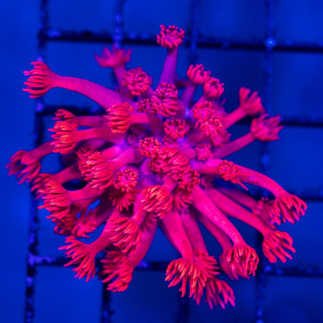 Pinky Goniopra (Fully Aquacultured) 1A - WYSIWYG Reef Lounge Norco 