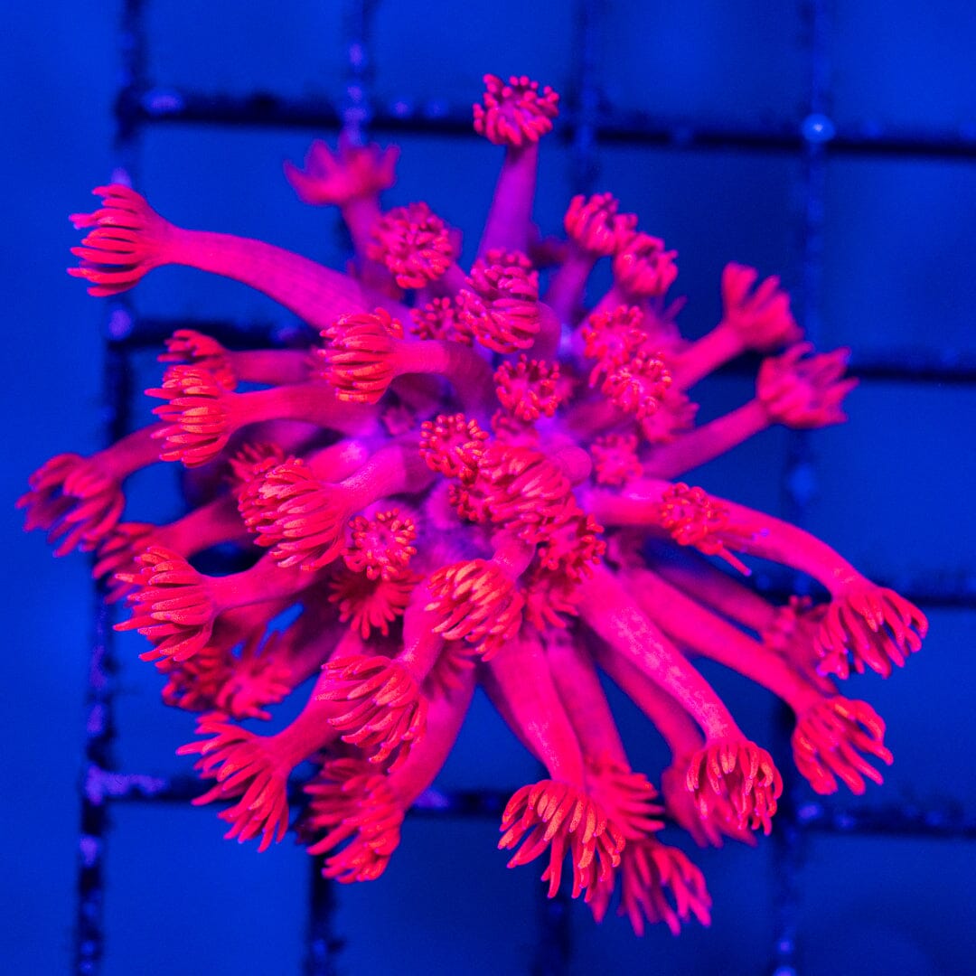 Pinky Goniopra (Fully Aquacultured) 1A - WYSIWYG Reef Lounge Norco 