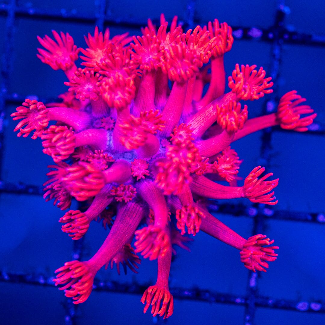 Pinky Goniopra (Fully Aquacultured) 2A - WYSIWYG Reef Lounge Norco 