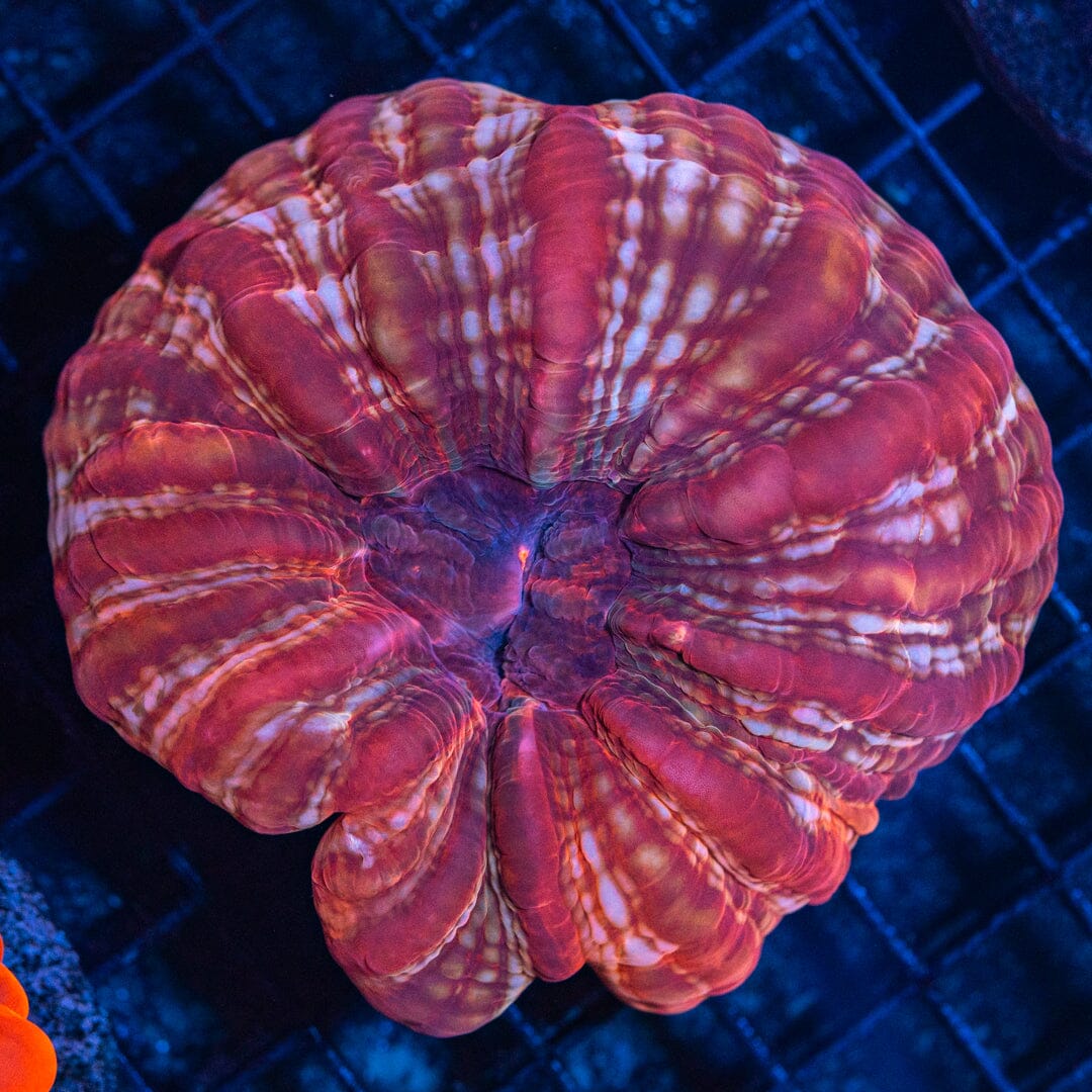 Pinstripe Cynarina 2E - WYSIWYG Reef Lounge Coral 