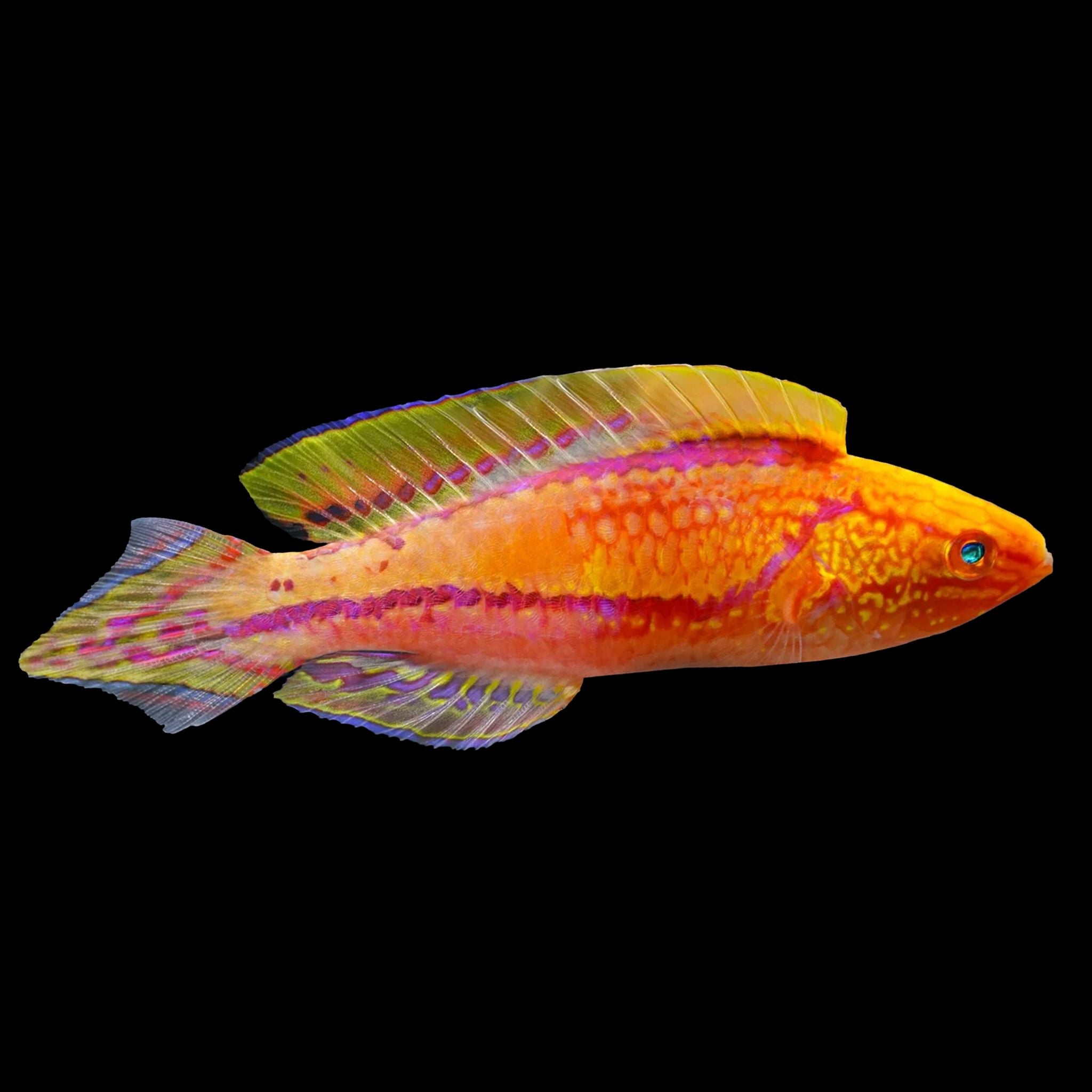 Pintail Fairy Wrasse Fish Reef Lounge USA 