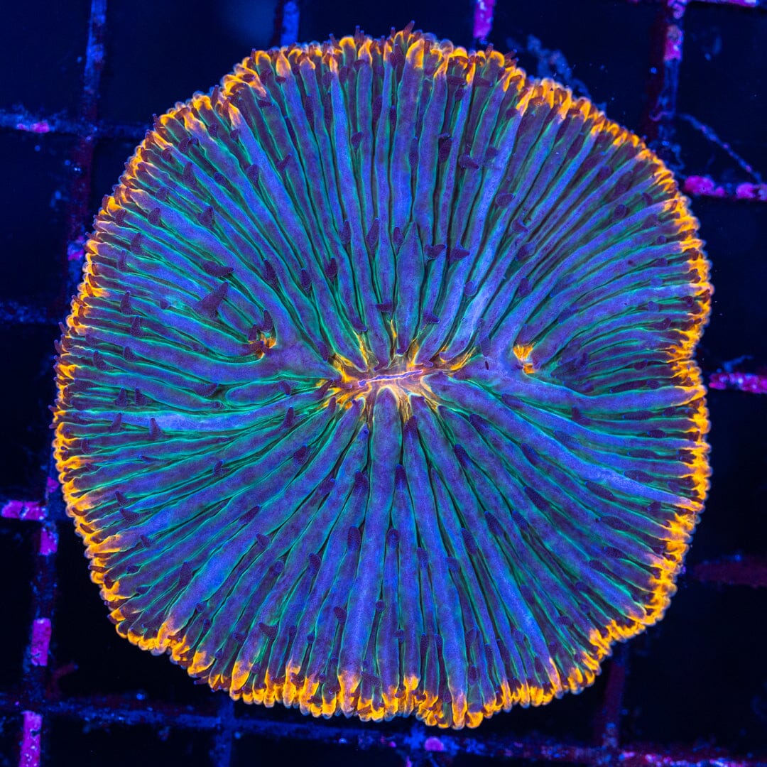 Plate Coral 10A - WYSIWYG Reef Lounge Norco 