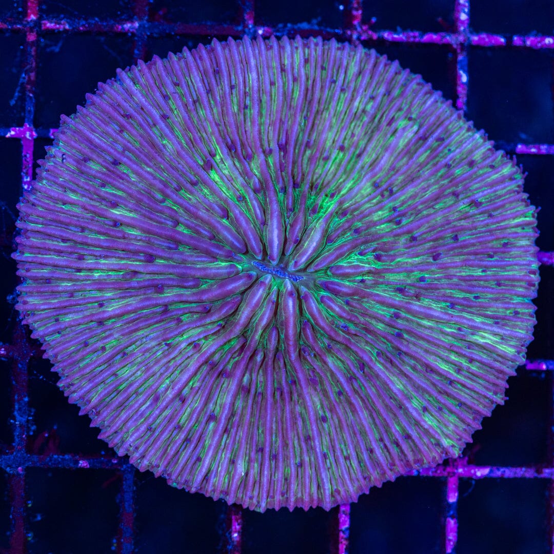 Plate Coral 11A - WYSIWYG Reef Lounge Norco 