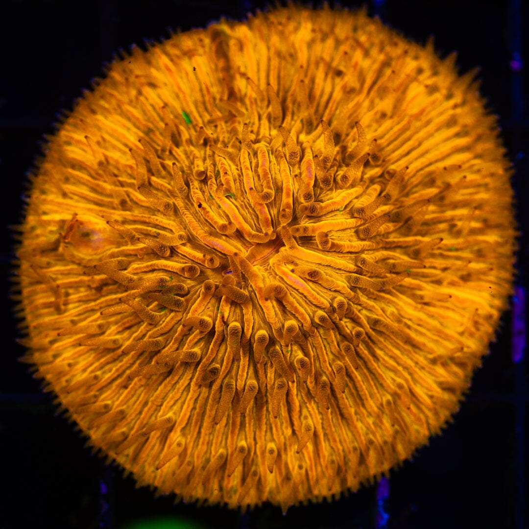 Plate Coral 12A - WYSIWYG Reef Lounge Norco 