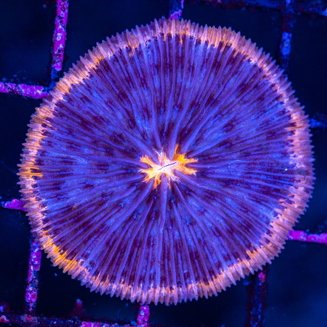 Plate Coral 13A - WYSIWYG Reef Lounge Norco 