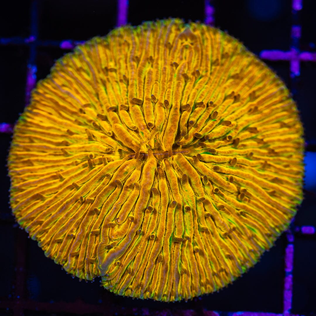Plate Coral 14A - WYSIWYG Reef Lounge Norco 