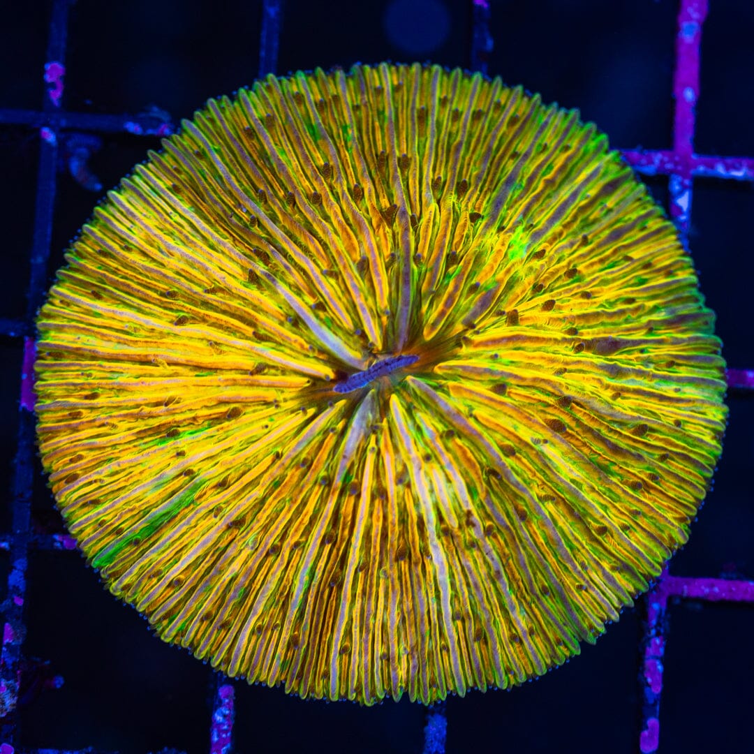 Plate Coral 15A - WYSIWYG Reef Lounge Norco 