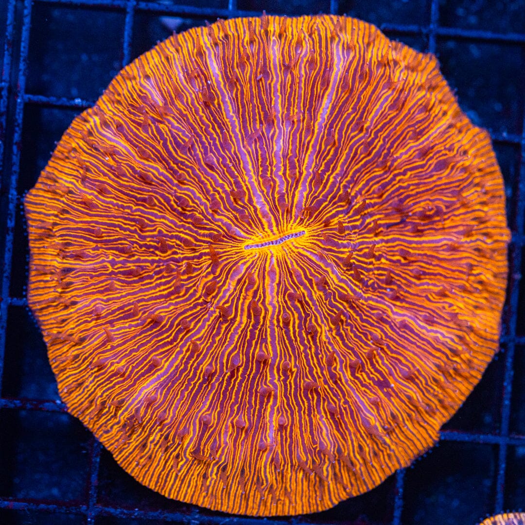 Plate Coral 1A - WYSIWYG Reef Lounge Norco 