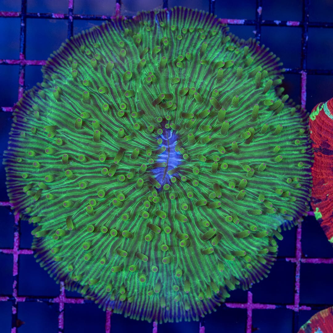 Plate Coral 1A - WYSIWYG Reef Lounge Norco 