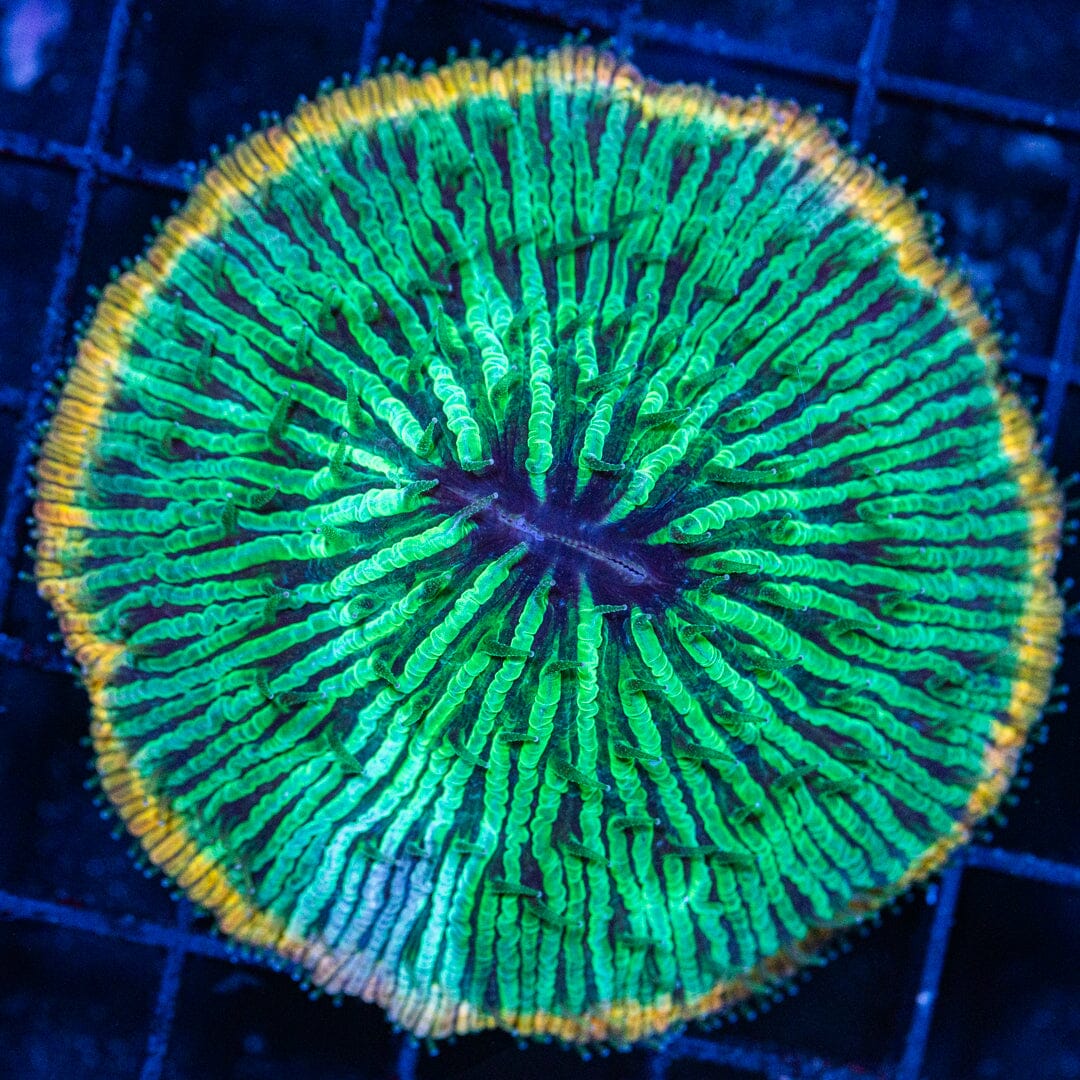 Plate Coral 1C - WYSIWYG Reef Lounge Coral 