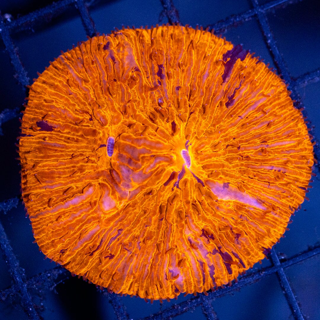 Plate Coral 1F - WYSIWYG Reef Lounge Coral 