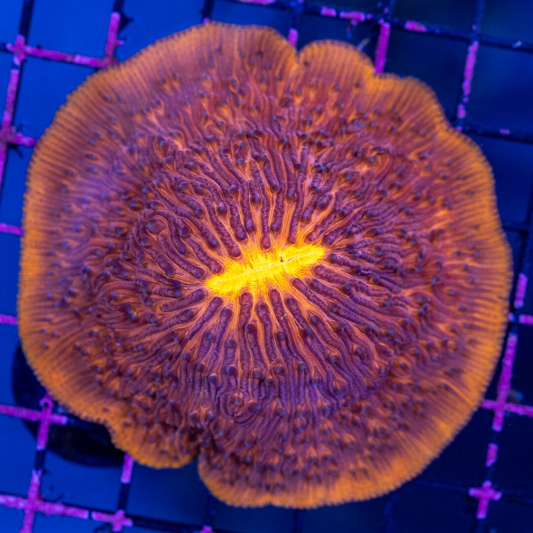 Plate Coral 2A - WYSIWYG Reef Lounge Norco 