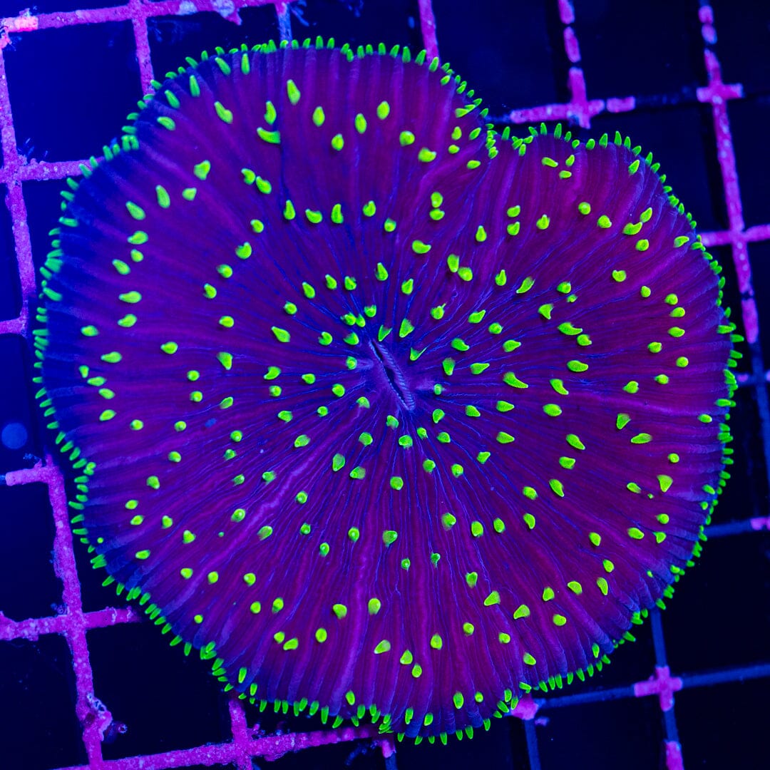 Plate Coral 2A - WYSIWYG Reef Lounge Norco 