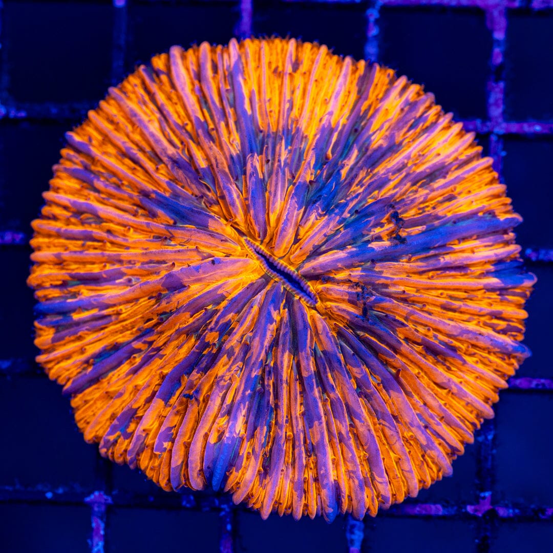 Plate Coral 2D - WYSIWYG Colony Reef Lounge Norco 