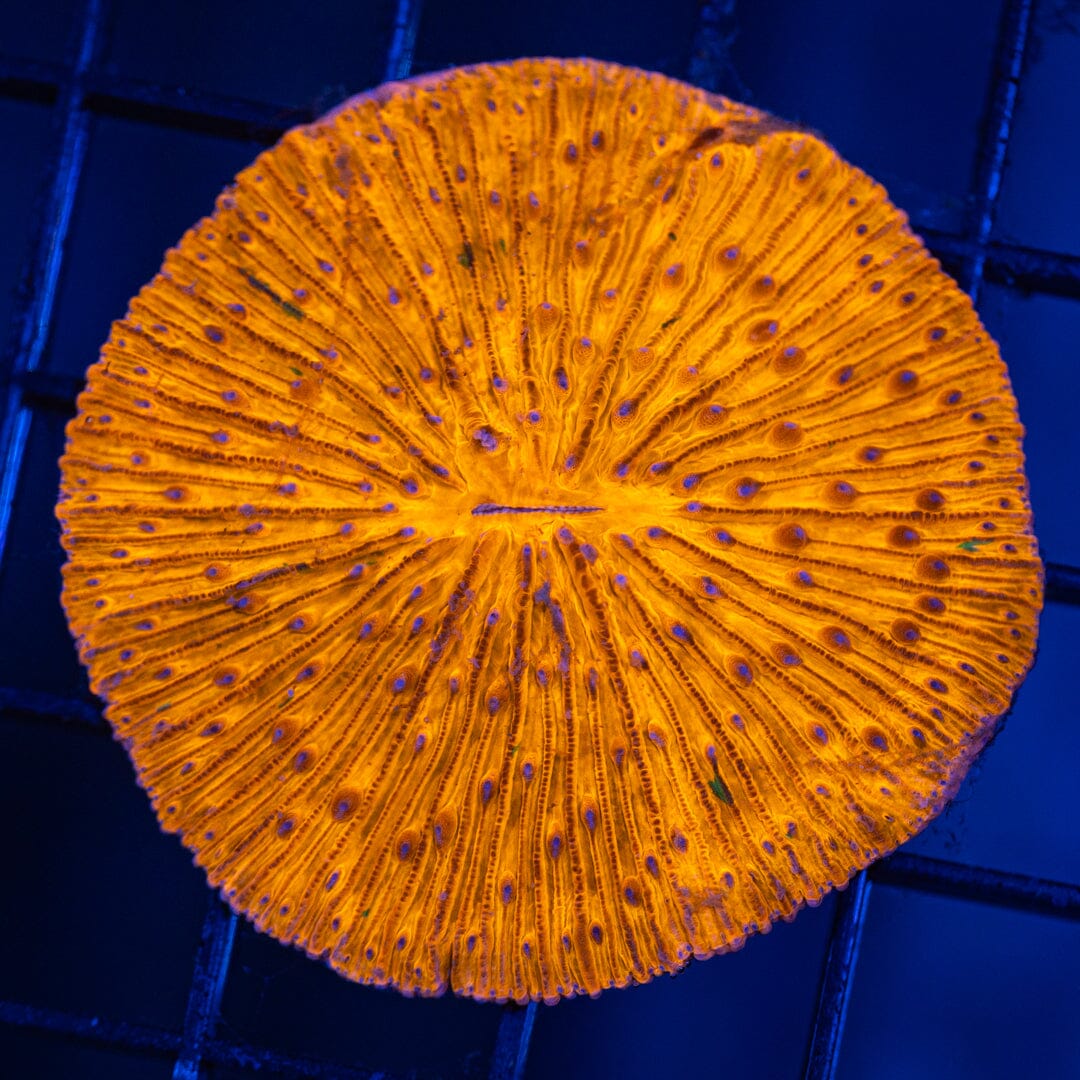 Plate Coral 2F - WYSIWYG Reef Lounge Coral 