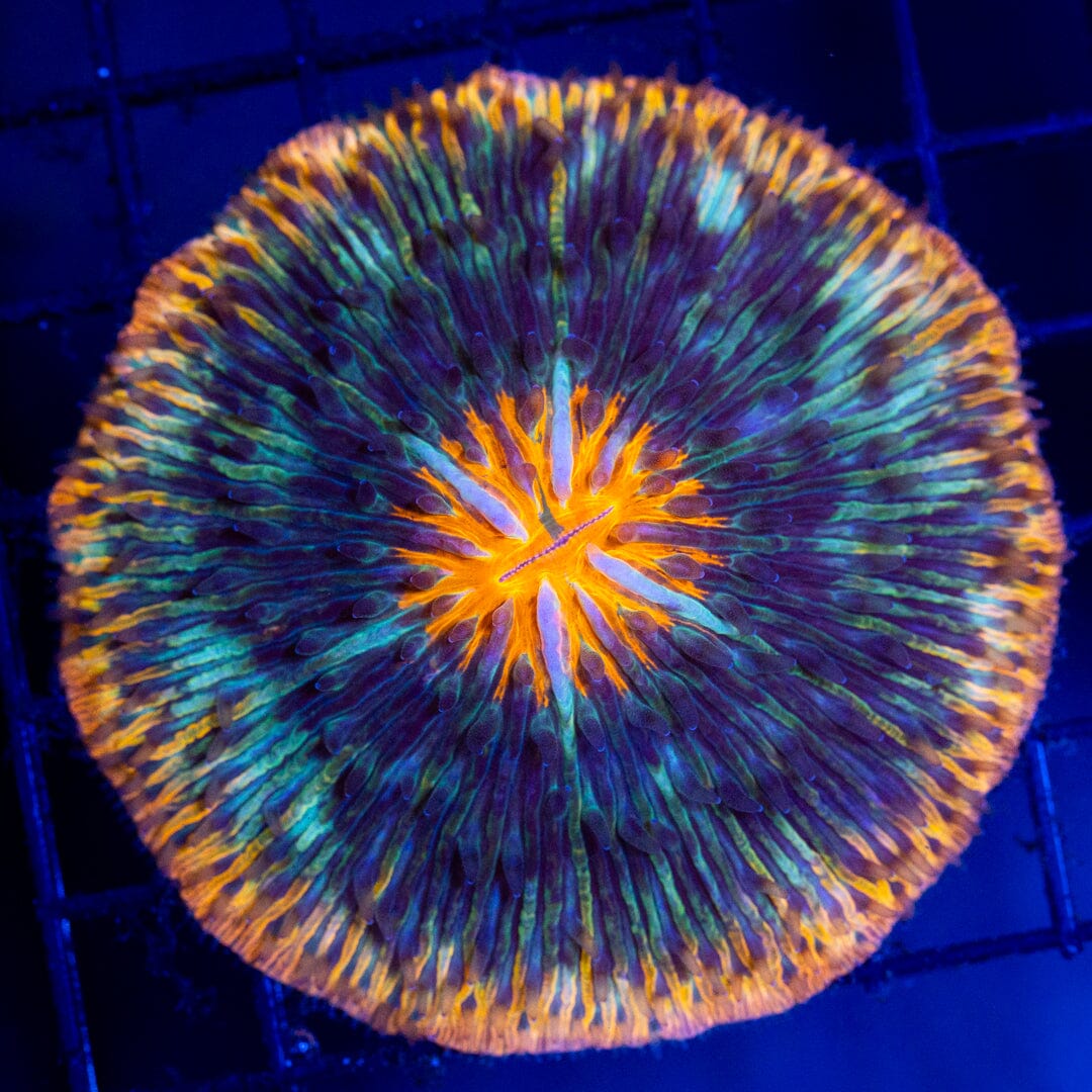 Plate Coral 2F - WYSIWYG Reef Lounge Coral 