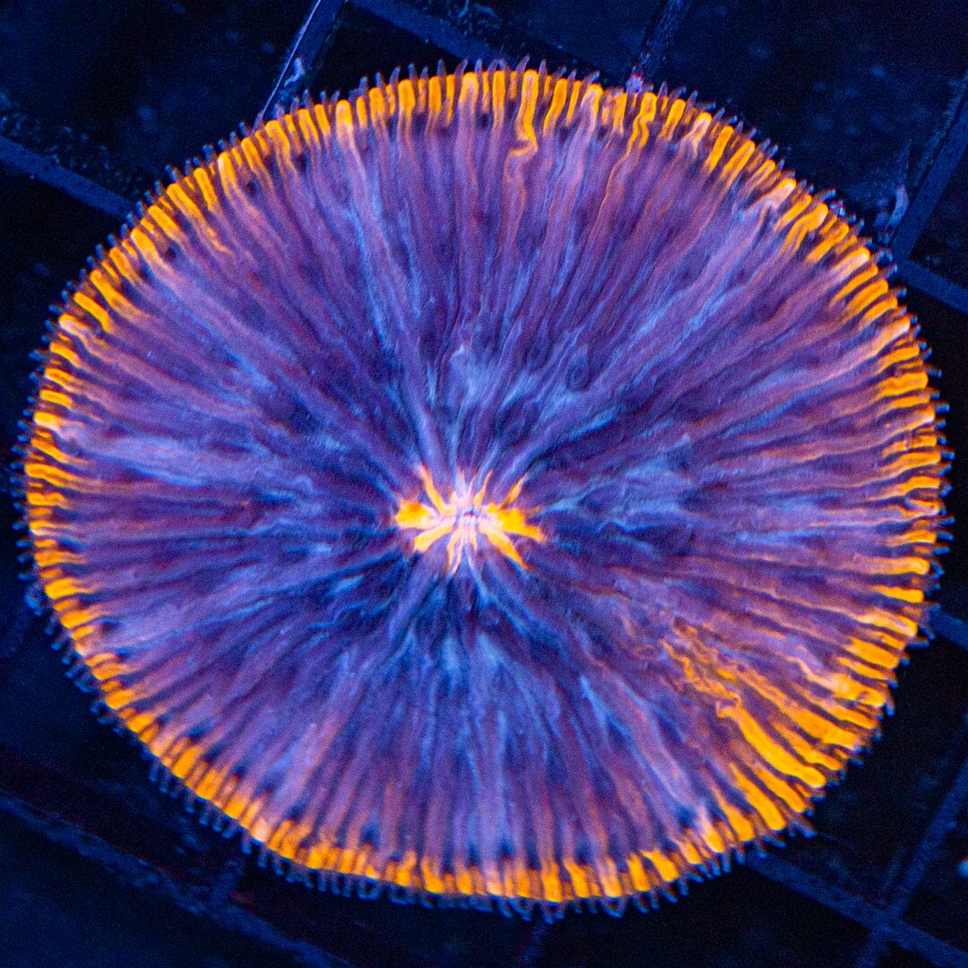 Plate Coral 3C - WYSIWYG Reef Lounge Coral 