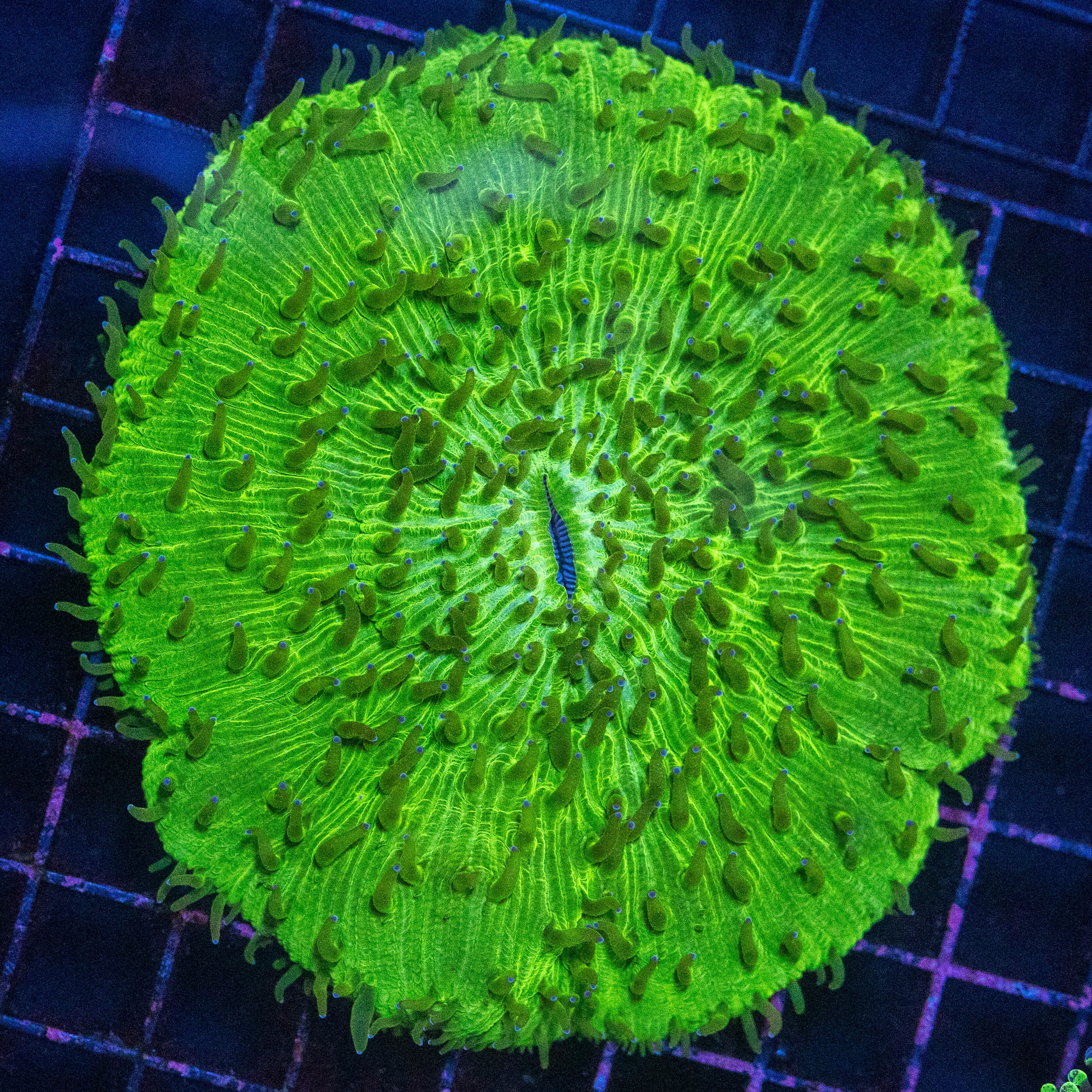 Plate Coral 3C - WYSIWYG Reef Lounge Norco 