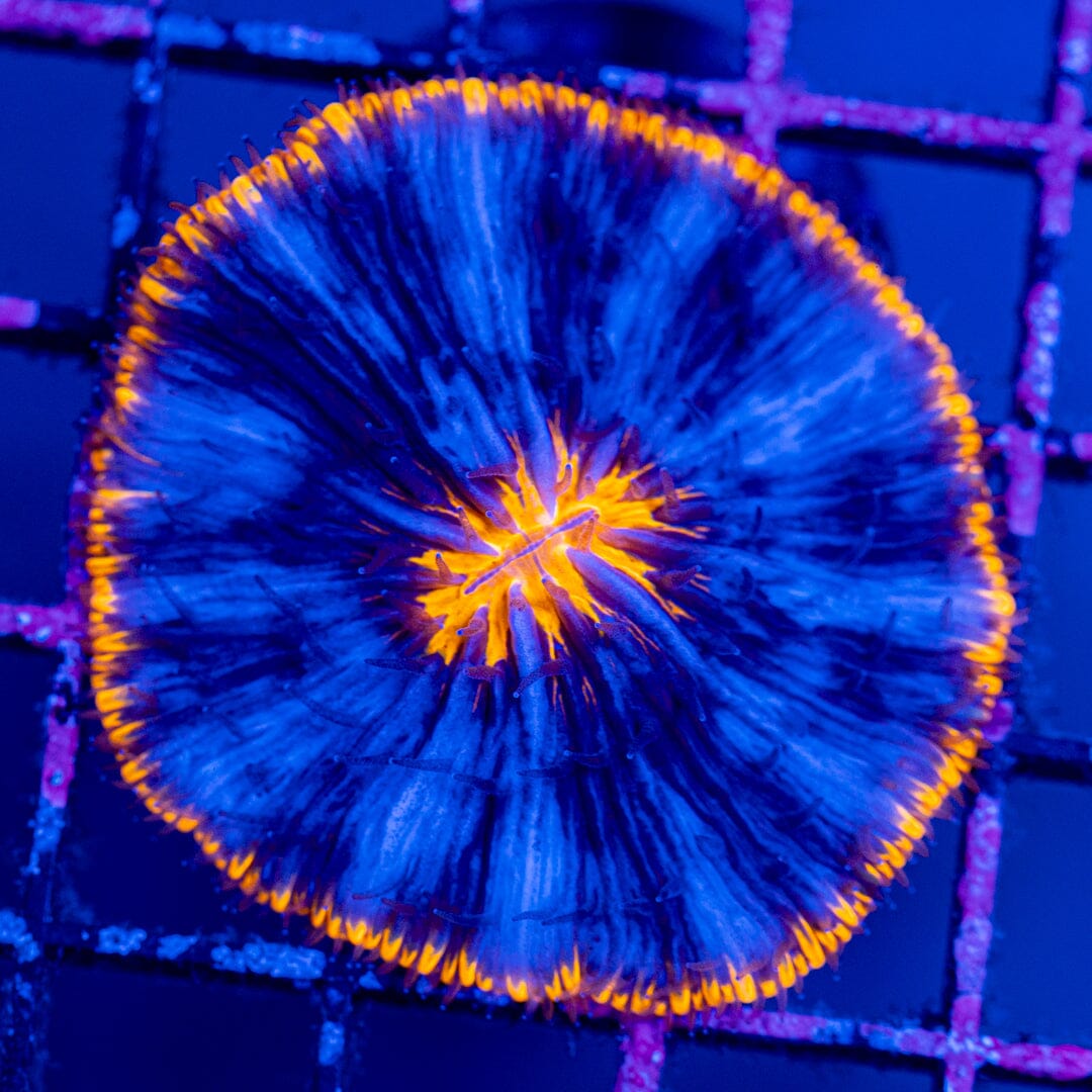 Plate Coral 3D - WYSIWYG Colony Reef Lounge Norco 
