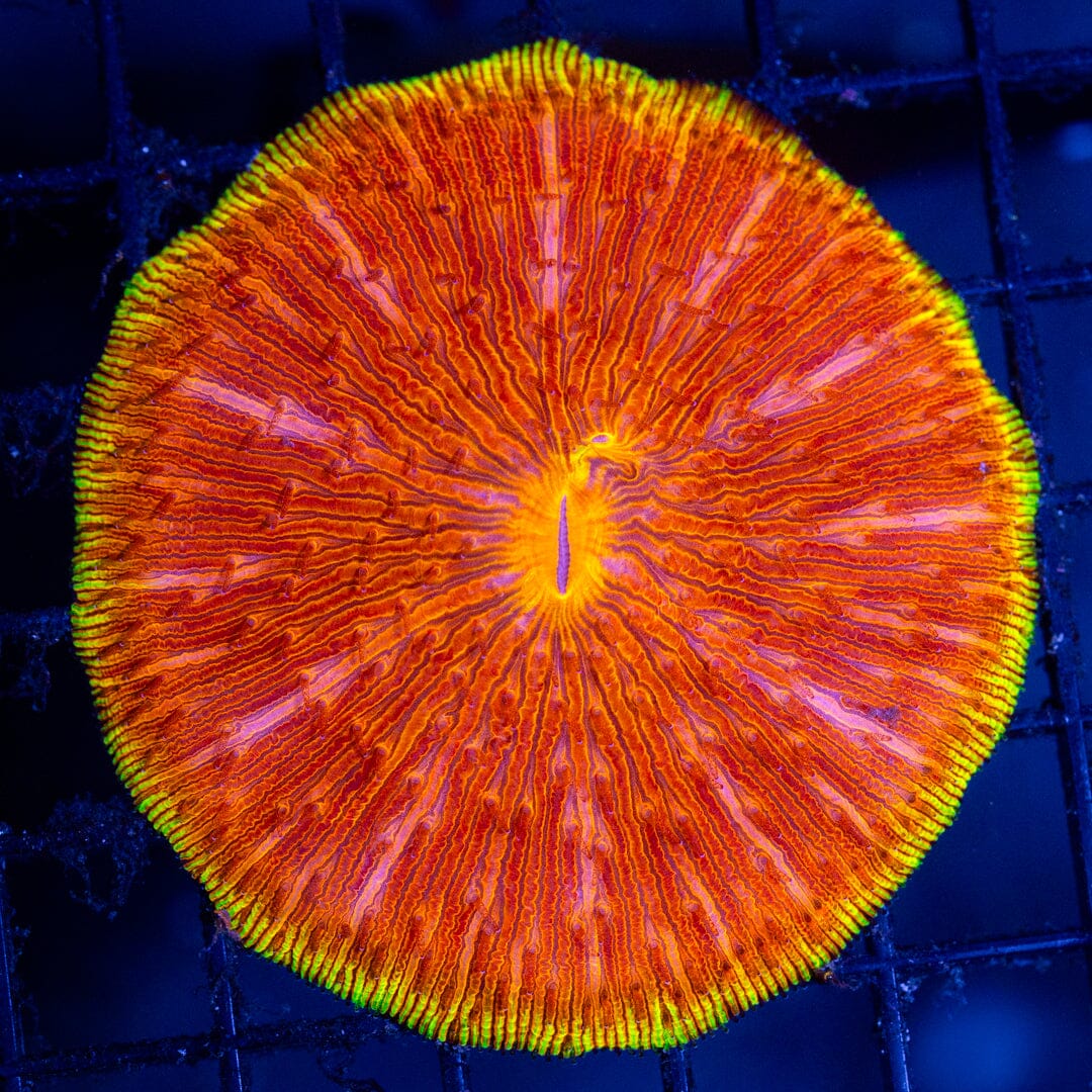 Plate Coral 3F - WYSIWYG Reef Lounge Coral 