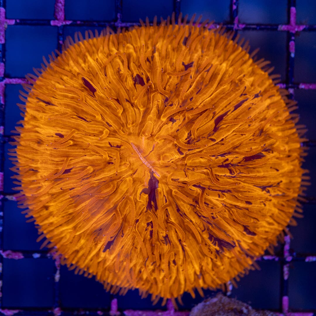 Plate Coral 4A - WYSIWYG Reef Lounge Norco 