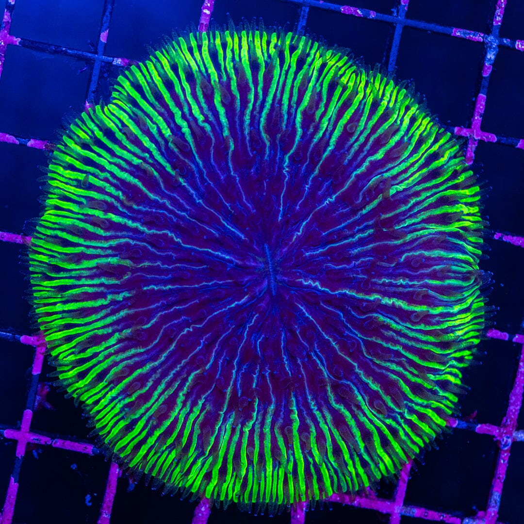 Plate Coral 4A - WYSIWYG Reef Lounge Norco 