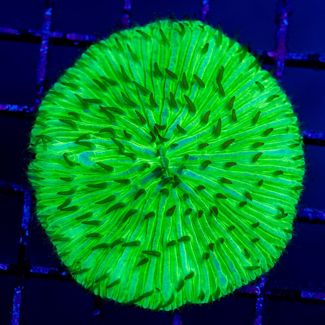 Plate Coral 4D - WYSIWYG Colony Reef Lounge Norco 